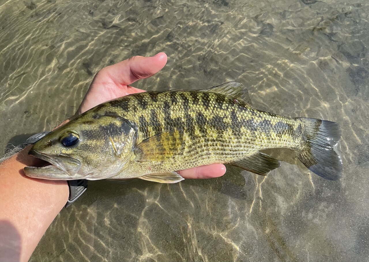 Guadalupe bass held horizontally above shallow water with wet hands