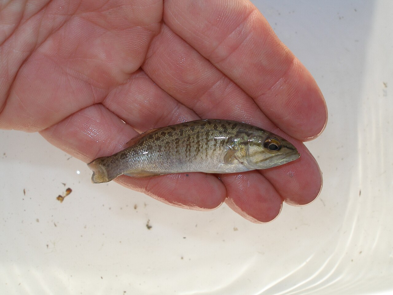 Small bass showing the body profile and markings used for identification