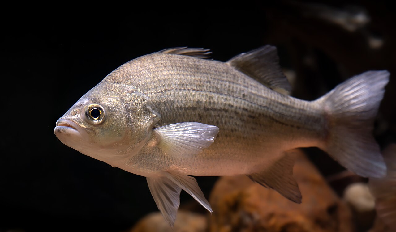 White bass in side profile against a dark background